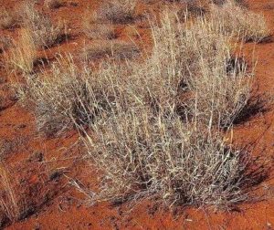 Характеристика растительного мира Австралии