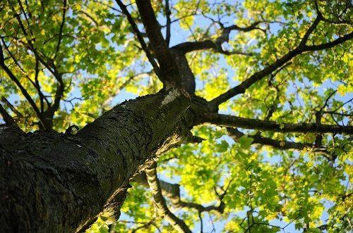 Растительный мир Северной Америки: особенности и список видов растений