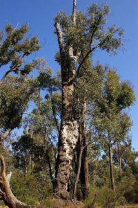 Характеристика растительного мира Австралии