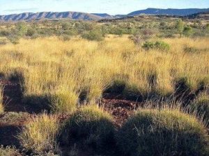 Характеристика растительного мира Австралии