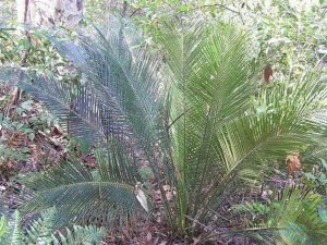 Характеристика растительного мира Австралии