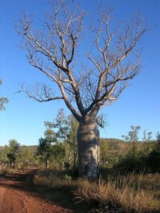 Характеристика растительного мира Австралии