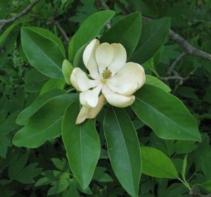 Растительный мир Азии: описание, названия и фото