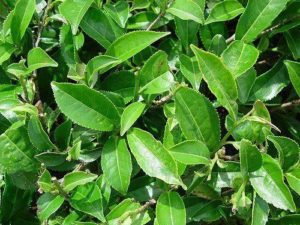 Растительный мир Азии: описание, названия и фото