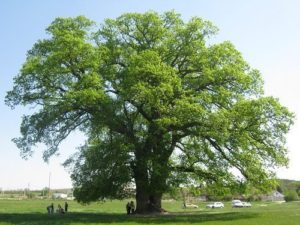 Какие растения встречаются и растут в Европе? Список видов, фото и описание