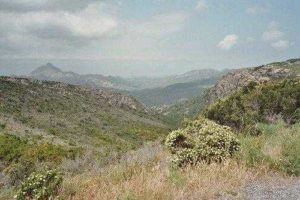 Какие растения встречаются и растут в Европе? Список видов, фото и описание