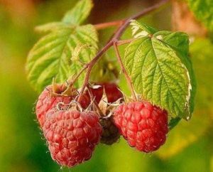 Какие растения встречаются и растут в Европе? Список видов, фото и описание