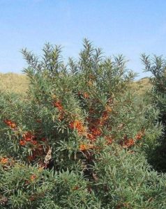 Какие растения встречаются и растут в Европе? Список видов, фото и описание