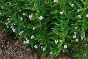 Какие растения встречаются и растут в Европе? Список видов, фото и описание