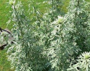 Какие растения встречаются и растут в Европе? Список видов, фото и описание