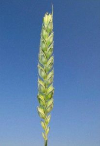 Какие растения встречаются и растут в Европе? Список видов, фото и описание