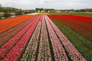 Какие растения встречаются и растут в Европе? Список видов, фото и описание