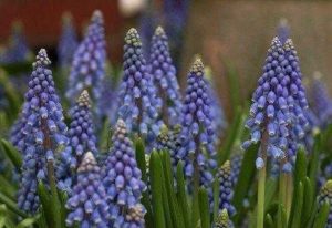 Какие растения встречаются и растут в Европе? Список видов, фото и описание