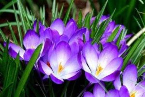 Какие растения встречаются и растут в Европе? Список видов, фото и описание