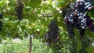 Какие растения встречаются и растут в Европе? Список видов, фото и описание