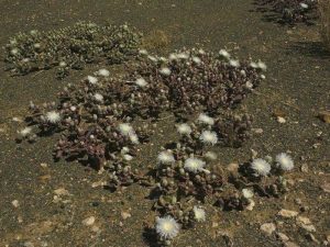 Растения Африки: характеристика, примеры, описание и фото