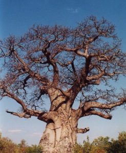 Растения Африки: характеристика, примеры, описание и фото