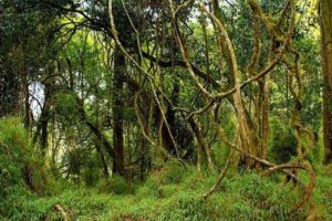 Растения Африки: характеристика, примеры, описание и фото