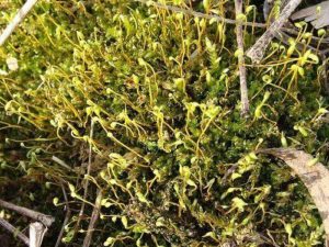 Растения Африки: характеристика, примеры, описание и фото