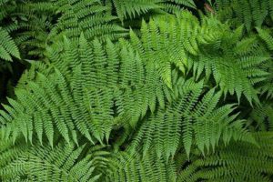 Растения Африки: характеристика, примеры, описание и фото