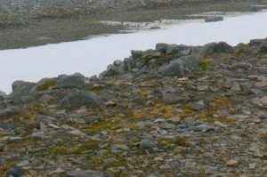 Особенности представителей растительного мира Антарктиды