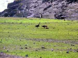 Особенности представителей растительного мира Антарктиды