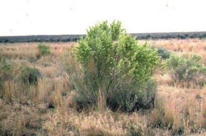 Какие растения встречаются и растут в Южной Америке?