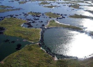 Какие растения встречаются и растут в Южной Америке?