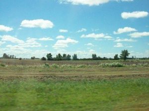 Какие растения встречаются и растут в Южной Америке?