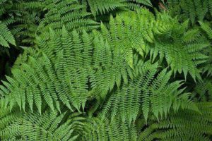 Какие растения встречаются и растут в Южной Америке?