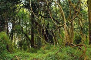 Какие растения встречаются и растут в Южной Америке?