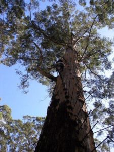 Характеристика растительного мира Австралии