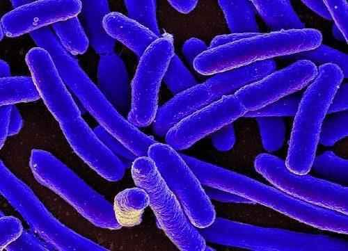 Кто такие сапротрофы? Какие организмы к ним относятся?