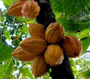 Какие растения встречаются и растут в Южной Америке?