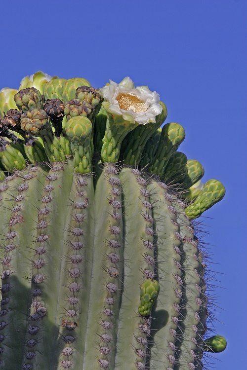 Растительный мир Северной Америки: особенности и список видов растений