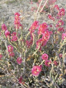 Растения Африки: характеристика, примеры, описание и фото