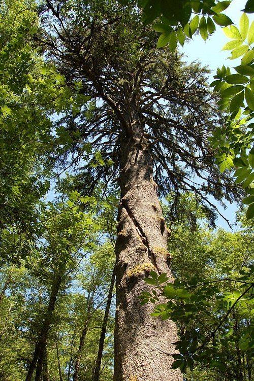 Растительный мир Северной Америки: особенности и список видов растений