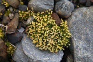 Растительный мир, или флора Земли