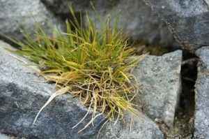 Особенности представителей растительного мира Антарктиды