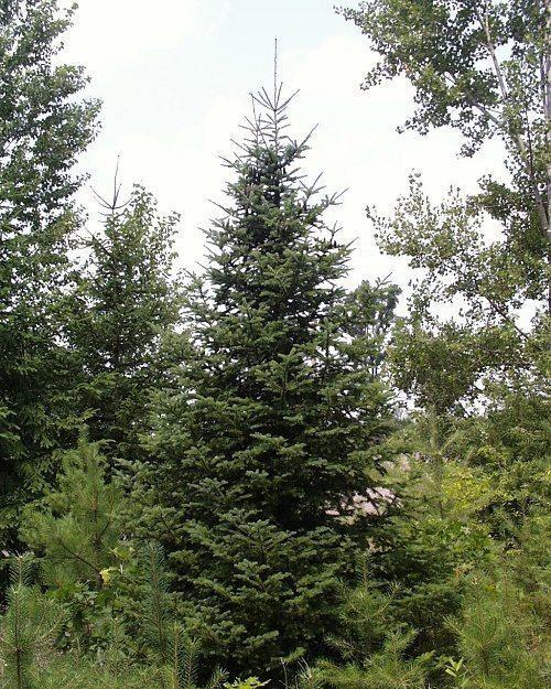 Растительный мир Северной Америки: особенности и список видов растений