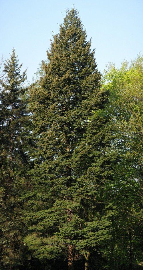 Растительный мир Северной Америки: особенности и список видов растений