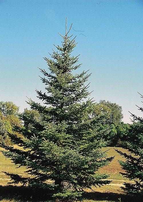 Растительный мир Северной Америки: особенности и список видов растений