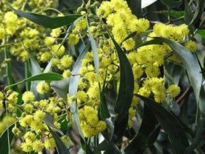 Характеристика растительного мира Австралии