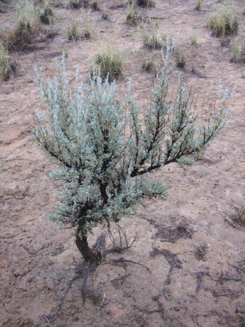 Растительный мир Северной Америки: особенности и список видов растений