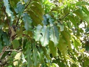 Какие растения встречаются и растут в Южной Америке?