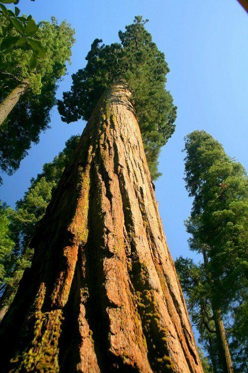 Растительный мир Северной Америки: особенности и список видов растений