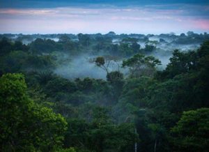 Растительный мир, или флора Земли