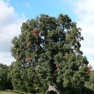 Какие растения встречаются и растут в Европе? Список видов, фото и описание