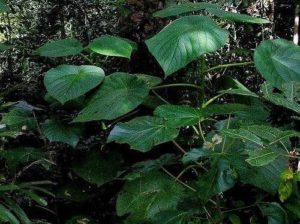 Характеристика растительного мира Австралии