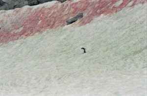 Особенности представителей растительного мира Антарктиды